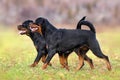 Two rottweiler run