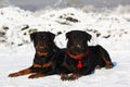 Two Rottweilers