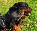 Two rottweilers Royalty Free Stock Photo