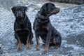 Two Rottweilers