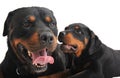 Two rottweilers Royalty Free Stock Photo