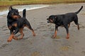 Two Rottweilers playing on a beach