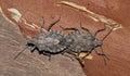 Two Rough Stink Bugs Brochymena mating. Royalty Free Stock Photo
