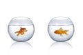 Two round aquarium with goldfish