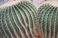 Two round barrel-shaped green cacti growing side by side. Succulents. Natural background. Close-up Royalty Free Stock Photo