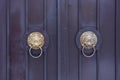 Two brown bronze door handles with a lion head on a metal door Royalty Free Stock Photo