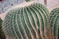 Two round green cacti with thorns growing in a greenhouse. Close-up. Succulent plants Royalty Free Stock Photo
