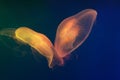 two round jellyfish in water on blue background Royalty Free Stock Photo