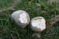 Two round mushrooms in a green grass Royalty Free Stock Photo