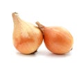 Two round onions Royalty Free Stock Photo