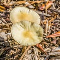 Two round shaped white yellow mushrooms macro close up Royalty Free Stock Photo