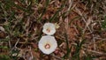 two round white flowers that bloomed underground