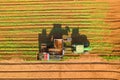 Two row Carrot Picker processing rows of ripe Carrots. Royalty Free Stock Photo