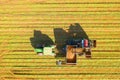 Two row Carrot Picker processing rows of ripe Carrots. Royalty Free Stock Photo