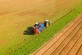 Two row Carrot Picker processing rows of ripe Carrots. Royalty Free Stock Photo