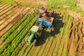 Two row Carrot Picker processing rows of ripe Carrots.