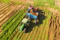 Two row Carrot Picker processing rows of ripe Carrots. Royalty Free Stock Photo