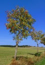 Two rowan trees with bright red berries in a green field under a clear blue sky Royalty Free Stock Photo