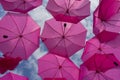 Two rows of colorful bright pink umbrellas