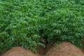 Two rows of fresh green potato plants Royalty Free Stock Photo