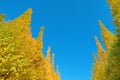 Two rows of Golden leaves Ginkgo trees along Icho Namiki Stree f