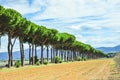 Two rows of, italian stone pine trees Royalty Free Stock Photo