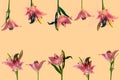 Two rows of large pink lily flowers,green leaves,top bottom.Framing fence imitation.Natural seamless pattern,copy space Royalty Free Stock Photo