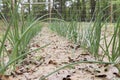 Two rows of onions in a garden. Royalty Free Stock Photo