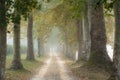 Two rows of Plane trees either side of a country lane