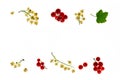 Two rows of red and white currants Royalty Free Stock Photo