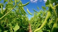 Two rows of runner bean (phaseolus coccineus) plants in flower. Generative Ai Royalty Free Stock Photo