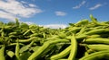 Two rows of runner bean (phaseolus coccineus) plants in flower. Generative Ai Royalty Free Stock Photo