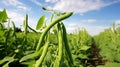 Two rows of runner bean (phaseolus coccineus) plants in flower. Generative Ai Royalty Free Stock Photo