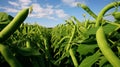Two rows of runner bean (phaseolus coccineus) plants in flower. Generative Ai Royalty Free Stock Photo