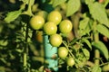 Two rows of small fresh organic yellow to light green cherry tomatoes growing from single plant in local home garden Royalty Free Stock Photo