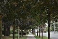 Two rows of trees by the side of a road Royalty Free Stock Photo