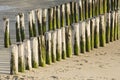 Two rows of white green groynes on a beach