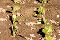 Two rows of young green and dark red leaf Lettuce or Lactuca sativa annual organic plants planted in two rows in local home garden Royalty Free Stock Photo