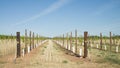 Two Rows of Young Vines in Grow Tubes. Royalty Free Stock Photo