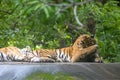 Two Royal Bengal Tigers Resting Royalty Free Stock Photo