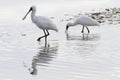 Spoonbills Wadding Royalty Free Stock Photo