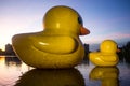 Two rubber ducks in Nong Prajak, Udon Thani,Thailand in evening Royalty Free Stock Photo