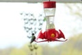 Two Ruby Throated Hummingbird sitting on a hummingbird feeder hanging in a backyard in Wisconsin Royalty Free Stock Photo