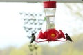 Two Ruby Throated Hummingbird sitting on a hummingbird feeder hanging in a backyard in Wisconsin Royalty Free Stock Photo