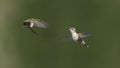 Two Hummingbirds with one shot