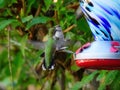 Two ruby-throated hummingbirds fighting over a nectar feeder