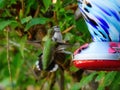 Two ruby-throated hummingbirds fighting over a nectar feeder