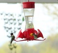 Two Ruby Throated Hummingbirds, one flying and eating, one sitting, on a bird feeder in the spring