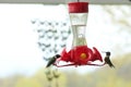 Two Ruby Throated Hummingbirds, one sitting and eating, one sitting, on a bird feeder in the spring