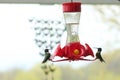 Two Ruby Throated Hummingbirds sitting on a bird feeder in the spring in Trevor, Wisconsin